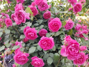 月季不開(kāi)花到底是為什么？月季爆花教程