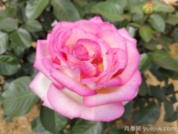 南陽月季：智能云端，讓養(yǎng)月季更智慧