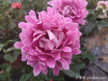 南陽(yáng)月季：借直播東風(fēng)，產(chǎn)業(yè)迭代煥新