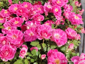南陽(yáng)月季：月季花境展扮靚南陽(yáng)白河?xùn)|岸