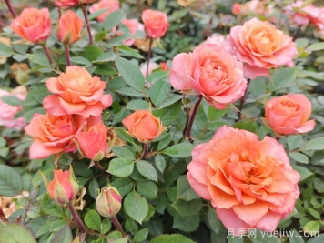 五月份月季花該如何管理？