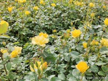 月季不開(kāi)花的真相，很多人第一步就錯(cuò)了