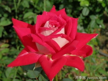 春季月季移栽，一定要檢查根部預(yù)防根腐病