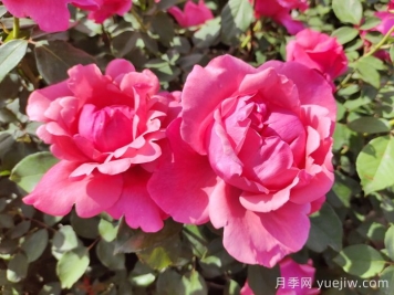 南陽月季：南陽市月季國家林木種質(zhì)資源庫引領(lǐng)產(chǎn)業(yè)發(fā)展