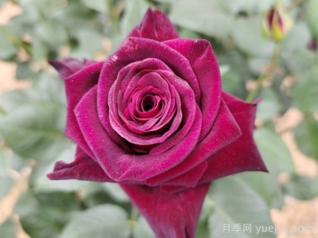 不同顏色月季花代表的含義？