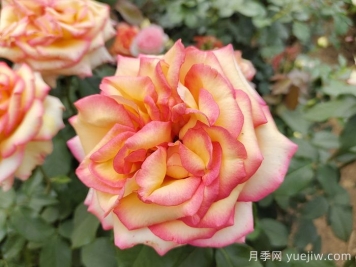 想要月季多開(kāi)花、花質(zhì)好？學(xué)會(huì)這三點(diǎn)