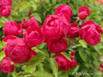 東北能種月季花嗎？