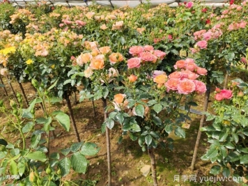 多色棒棒糖，讓一株月季開出多色花
