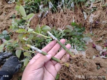南陽月季牙簽苗的養(yǎng)護(hù)方法