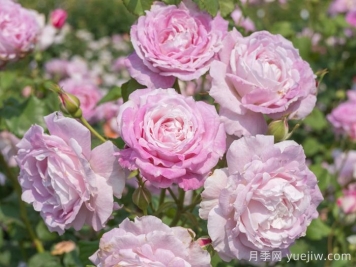 芰荷月季