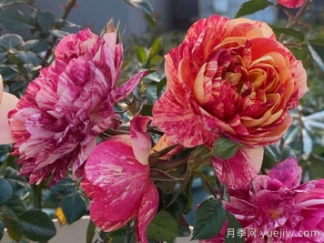 果汁飛濺月季