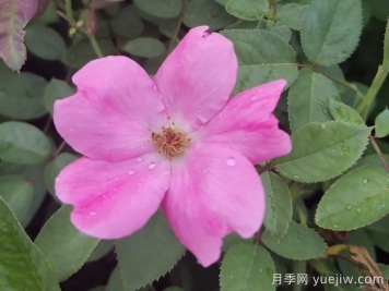 重瓣月季和單瓣月季哪個好？