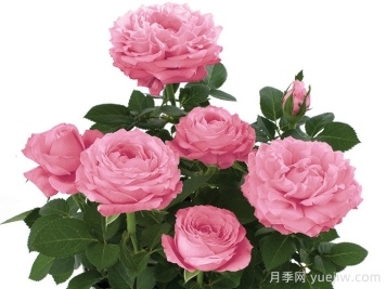 無限粉紅月季/粉色無限月季