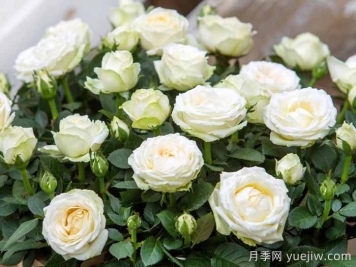 無限白色月季