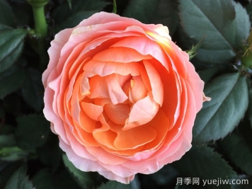 無限女王月季