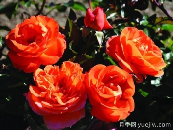 芒果陽臺月季有什么優(yōu)缺點？