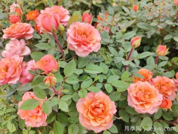 月季花品種到底有多少？
