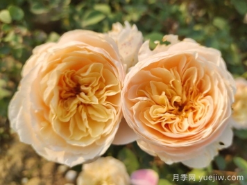 朱麗葉月季適合作為切花嗎？