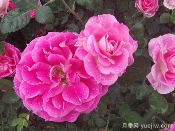 月季花能抗多少度的低溫？