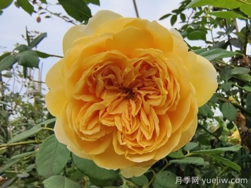 藤本月季最低能耐寒多少度？