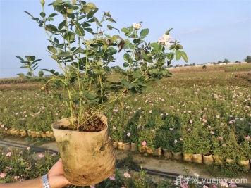 ?月季為什么掉葉子？
