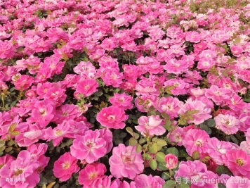 夏季月季幾天澆一次水？