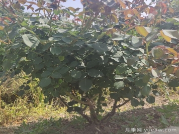 地栽月季花的養(yǎng)殖方法和注意事項