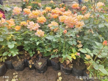 夏季如何養(yǎng)月季？夏季月季養(yǎng)護秘籍