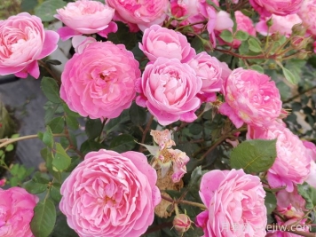 月季怎么養(yǎng)開(kāi)花久？