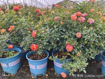 月季花白粉病如何防治？