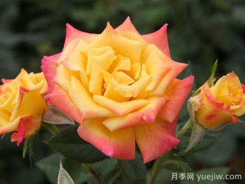 蜜蜂膝蓋月季/非常出色月季