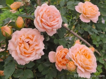 怎樣使盆栽月季交替開花？通過(guò)花期調(diào)控