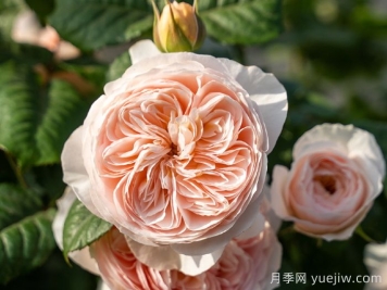 涵仙月季需要春化嗎？