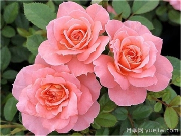 三文魚(yú)月季和珊瑚果凍月季的區(qū)別？