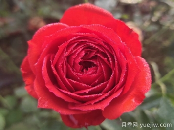 紅蘋果月季與紅色果汁月季有什么區(qū)別？