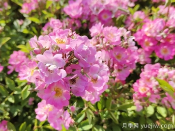 調控月季開花期的技巧