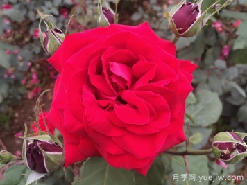 不同顏色的月季花語與寓意