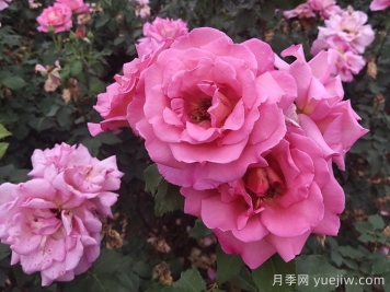 月季多開(kāi)花的養(yǎng)護(hù)要點(diǎn)