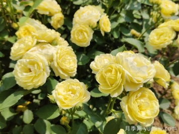 給月季花澆水時要避免澆到哪些部位？