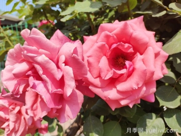 月季的花朵最大可以長到多少厘米？
