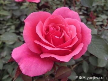 花朵直徑在15-20厘米的大花月季品種有哪些？