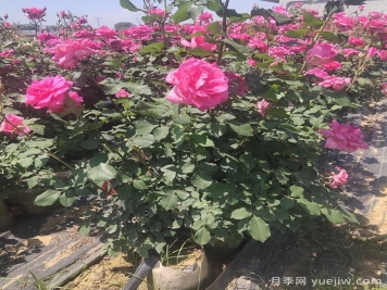 月季開(kāi)完花，不同狀態(tài)和季節(jié)怎樣修剪？