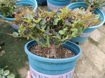  月季植株如何進(jìn)行矮化？