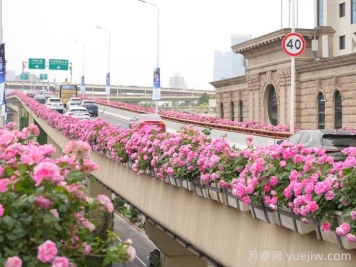 上海月季：申城月季全城開，賞月季地圖指南