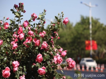 濱州月季：市花月季綻放，繁花似錦惹人醉！