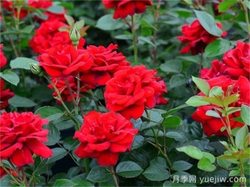 月季介紹之青梅之愛
