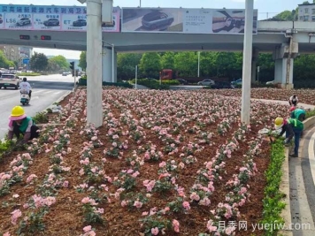 郴州月季：郴州增植月季，月季綻放驚艷花海