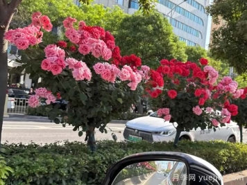 西安月季：一路絢爛，素質(zhì)月季花開滿西安