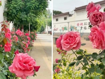 定州月季：東留春鄉(xiāng)月季花開惹人醉