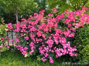 濰坊月季：月季在哪里？主干道萬株月季盛開